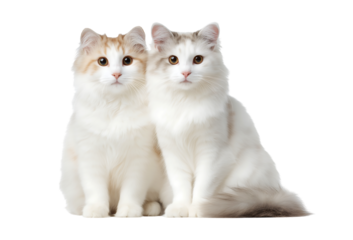Cute Pair of Fluffy Long-Haired Cats Sitting Together isolated on a transparent background