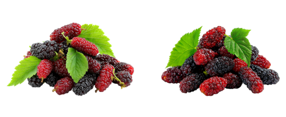 Fresh Mulberries Pile with Green Leaves isolated on a transparent background