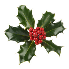 Holly Leaves and Berries Clipart Isolated on Transparent Background for Festive Designs