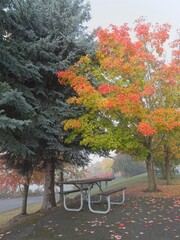 Picnic table in park in autumn.