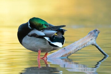 Mallard resting on branch in water.