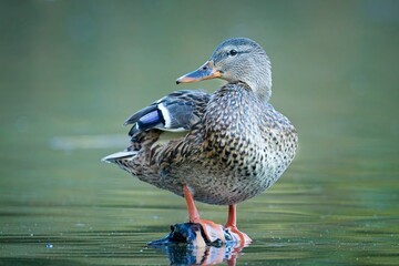  Female duck stands on branch in water.