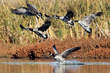   Geese coming in for a water landing.