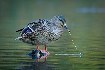 Female mallard drips water from bill.