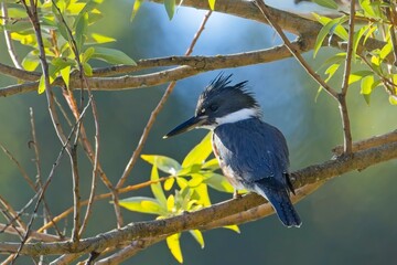  Alert belted kingfisher perched.