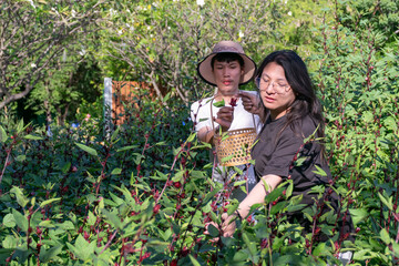 Two Thai LGBTQ friends harvesting red roselle together in a green garden during evening light...
