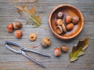 Flatlay of acorns, nutcracker, and leaves.
