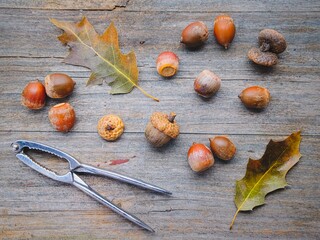  Top view of acorns and nutcracker.