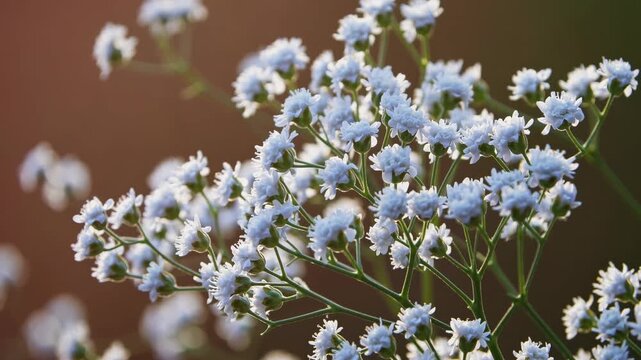 Close-up video of delicate white flowers against a blurred green background, captured from a side angle, highlighting natural beauty and tranquility.