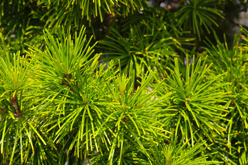 Fresh green pine needles clustered densely on branches, glowing in bright sunlight.