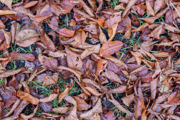 Solid background of dark brown autumn leaves lying on the ground, autumn season concept background.