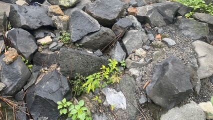 Rocks and Small Green Plants in Natural Ground Cover