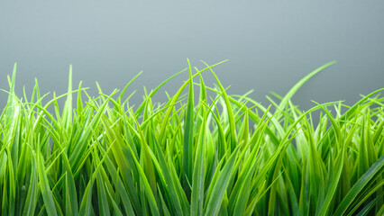 A strip of green grass at the bottom of the frame as a background frame for a wallpaper web banner template page design.