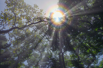 Fototapete bei efototapeten.de bestellen   