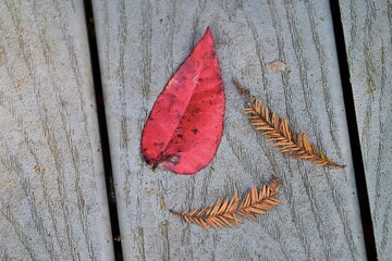 A fallen red leaf & cypress fronds display autumn colors on a wooden walkway
