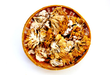 Splitgill mushroom or schizophyllum commune mushroom