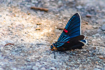 Guava jumper butterfly, black butterfly with dark blue and red spots, in the Sierra de Guadalupe, State of Mexico, Phocides polybius (Guava skipper)