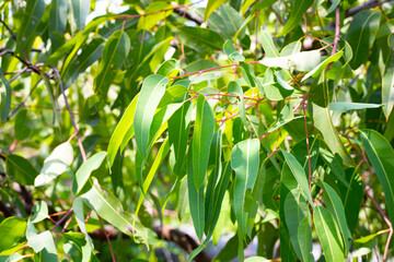 Eucalyptus tree in the park