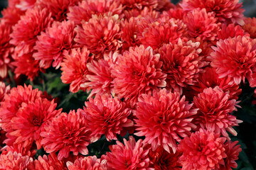 beautiful red chrysanthemums close up