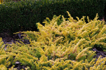 juniper in a flowerbed in the garden

