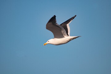 White seagull flying  in the sky