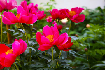 Beautiful pink peony flowers in full bloom in a Japanese garden.