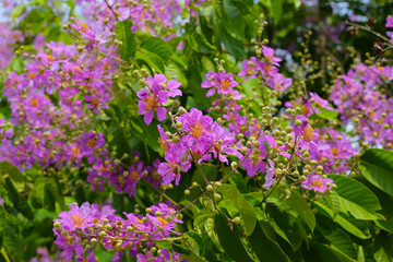 Lagerstroemia speciosa, Queen's crape myrtle , Pride of India.