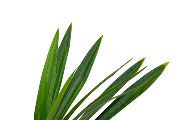 Fresh pandan leaves on white background.