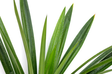 Fresh pandan leaves on white background.