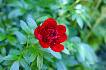 Beautiful flower of paeonia plant