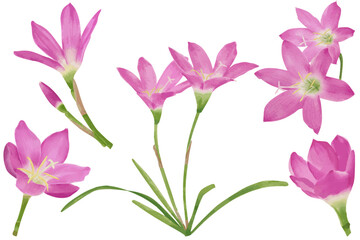 Pink rain lily flower illustration. Watercolor style pink lily collection isolated on white background.