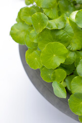 Green leaves of centella asiatica plant