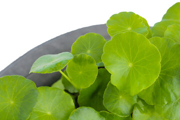 Green leaves of centella asiatica plant