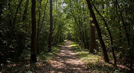 Fototapeta premium Sunlit Hiking Trail Winding Through a Lush Green Forest.