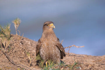 Chimango perched on the sand , near the seashore
