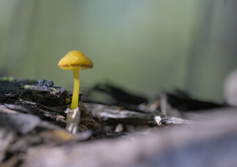 Wild Mushroom Emerging from Decaying Wood
