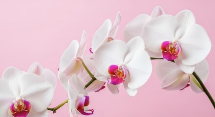 Close up of delicate white orchid flowers against a soft pink background