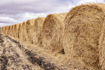 Big golden straw bales lined up on a farm field