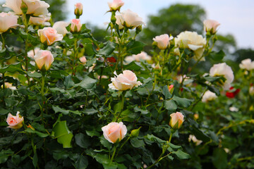 Beautiful roses blooming in a Japanese public garden.