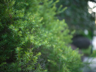 Close-up of a lush green shrub with delicate foliage in a natural outdoor setting