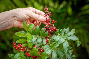 Horizontal close-up of pink pepper branch in female hand, natural background