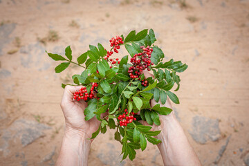 Horizontal close-up of hands holding pink pepper with sandy ground background