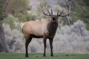 Bull Elk in Yellowstone