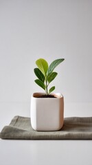 A small speckled plant in a square pot sits on a gray linen cloth, isolated on white background, creating a minimalist and calming botanical scene