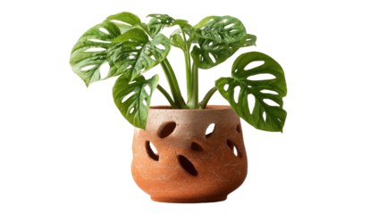A vibrant green houseplant with unique hole-cut leaves sits inside a terracotta pot