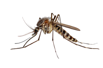 A close-up side view of a mosquito against a stark black background, showing its details