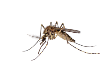 A detailed macro photograph of a mosquito, isolated against a stark black background