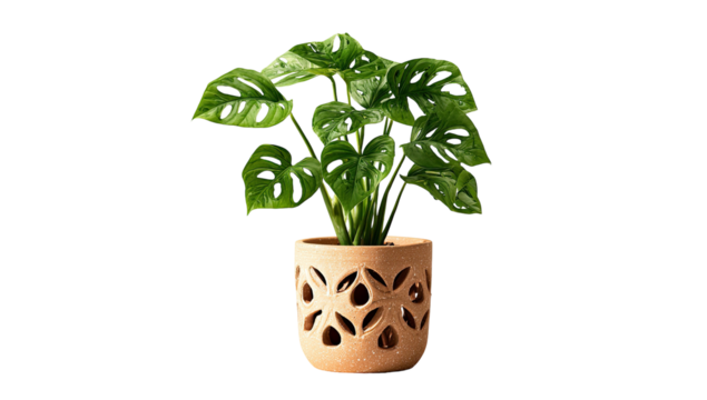 Vibrant indoor plant, Swiss cheese plant, in a decorative terracotta pot against a black backdrop