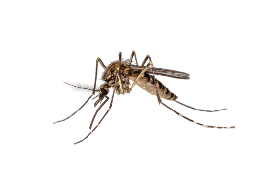 A detailed macro photograph of a mosquito, isolated against a stark black background