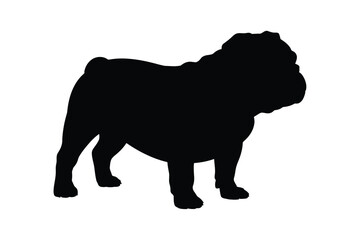 Silhouette of a stocky english bulldog standing